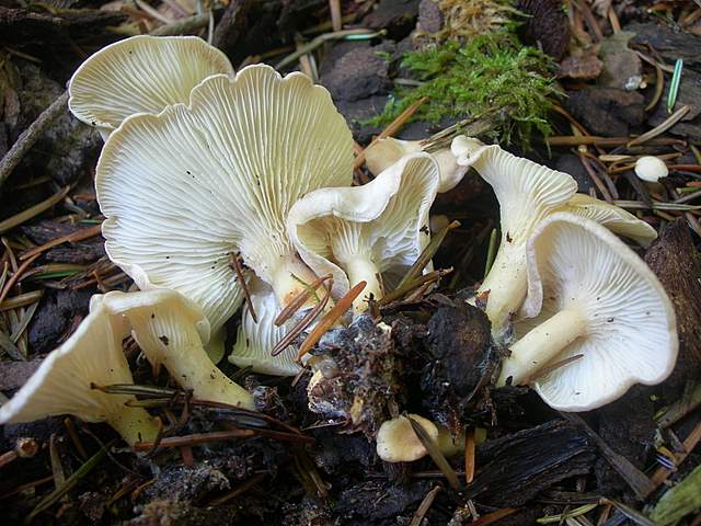 Funghi trasformisti , necrofili e sterili